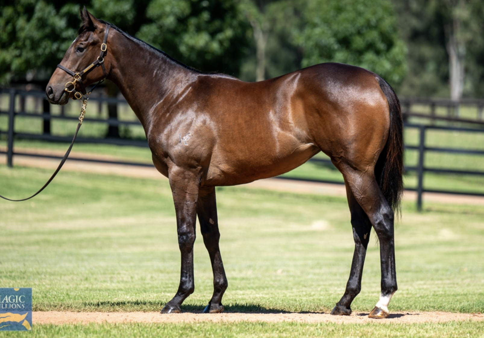 Astute Purchase $300,000 Trapeze Artist Filly – This Family is Humming!