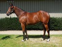 Top filly from NZB