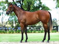 Our favourite filly from Magic Millions joins Team Hawkes
