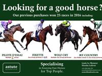 Looking for a good horse ?