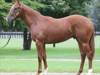 Exciting new purchases at the Inglis Easter sales