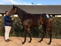 New yearling purchase at the Arqana October Sale