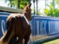 Good shopping at the Magic Millions mare sales