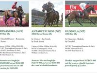 A proven record buying yearlings at NZB