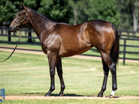 Astute Purchase $300,000 Trapeze Artist Filly – This Family is Humming!